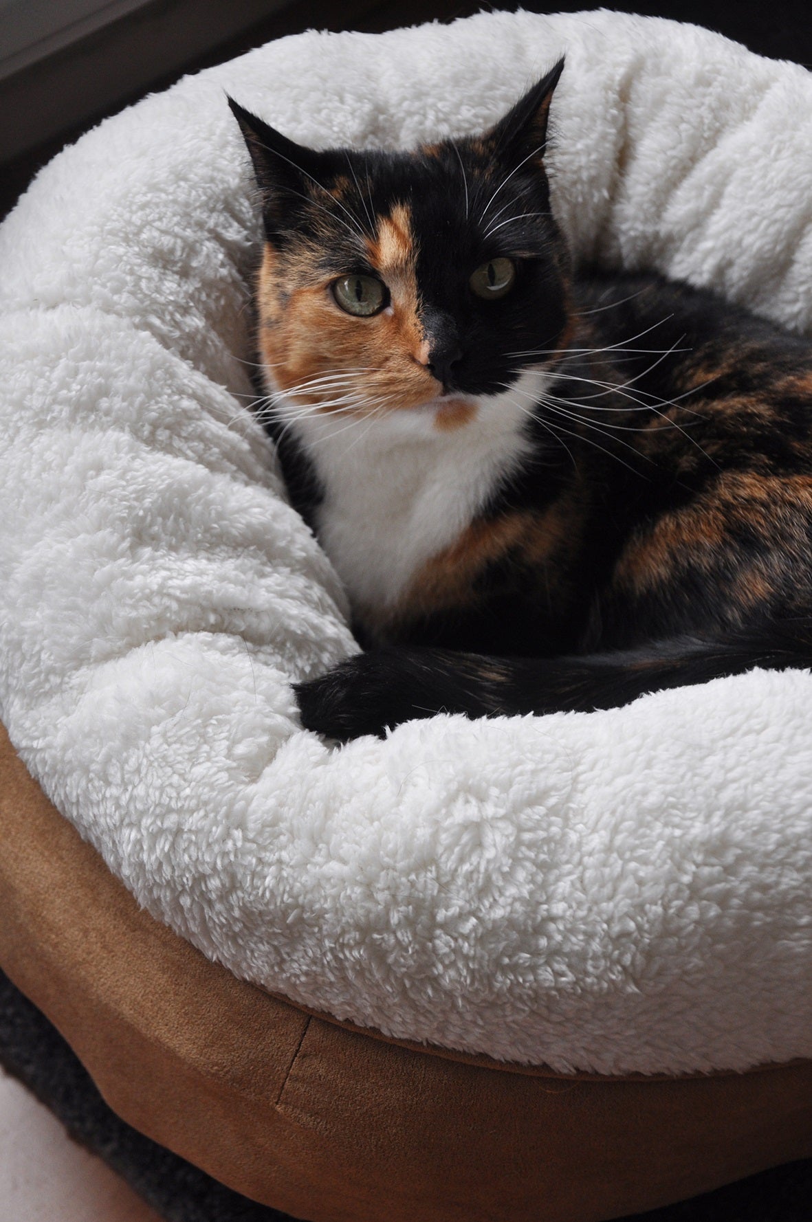 AFP Katzenbett Donut, Plüsch, Beige, 45 x 45 x 25 cm