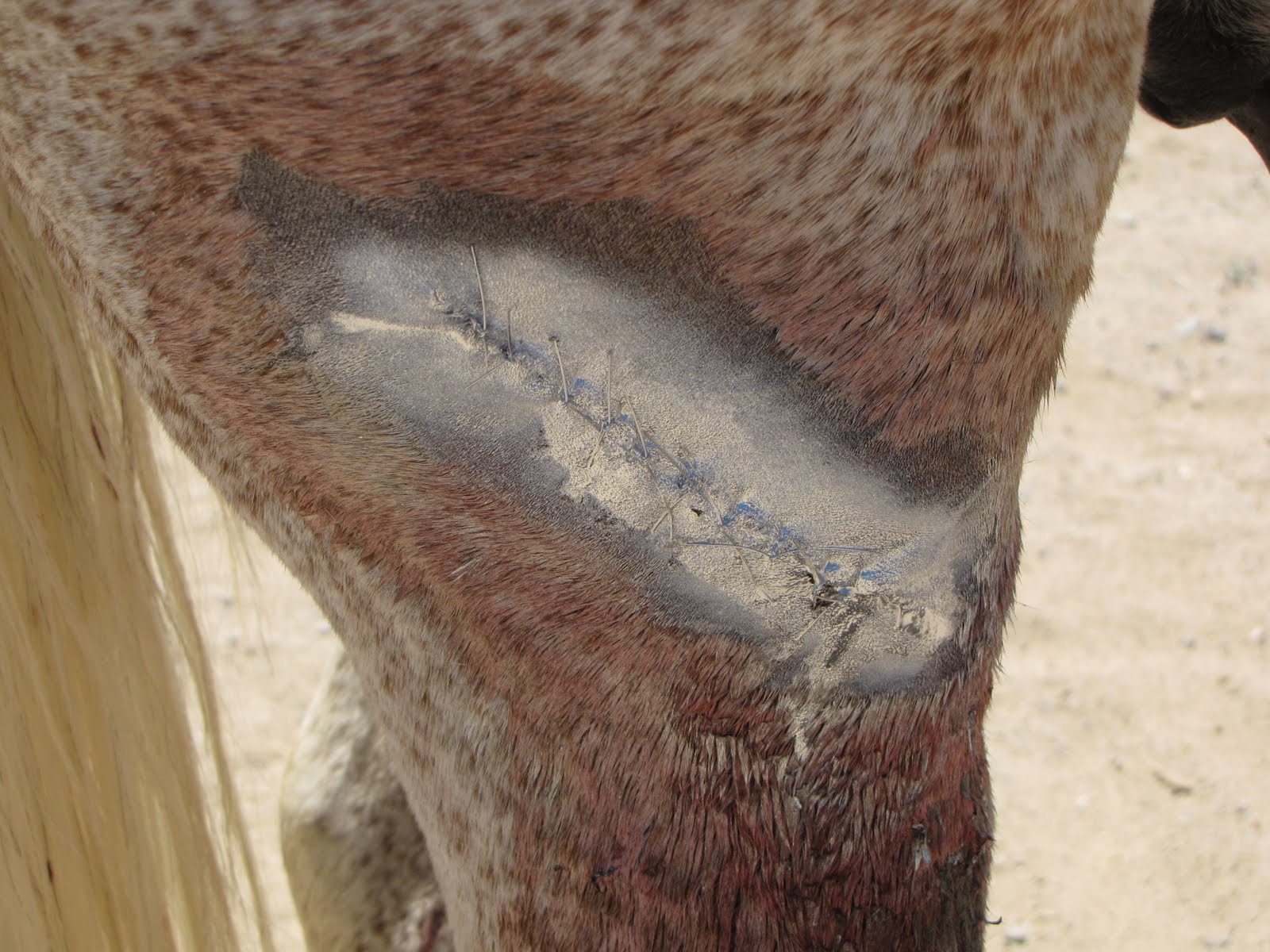 Aluminiumspray, Hautschutz, Tiere, 200 ml