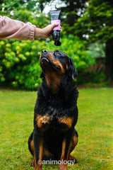 Animology Hundeshampoo, gegen Flöhe und Zecken, Teebaumöl, 250 ml
