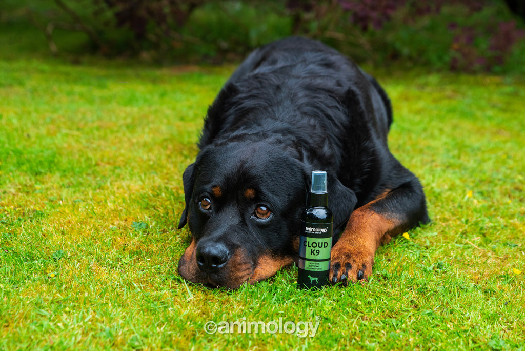 Animology Body Mist für Hunde, Cloud K9, 150 ml