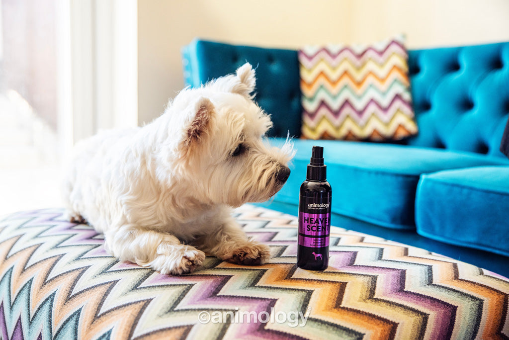 Animology Body Mist für Hunde, Neroli, Pfingstrose, 150 ml