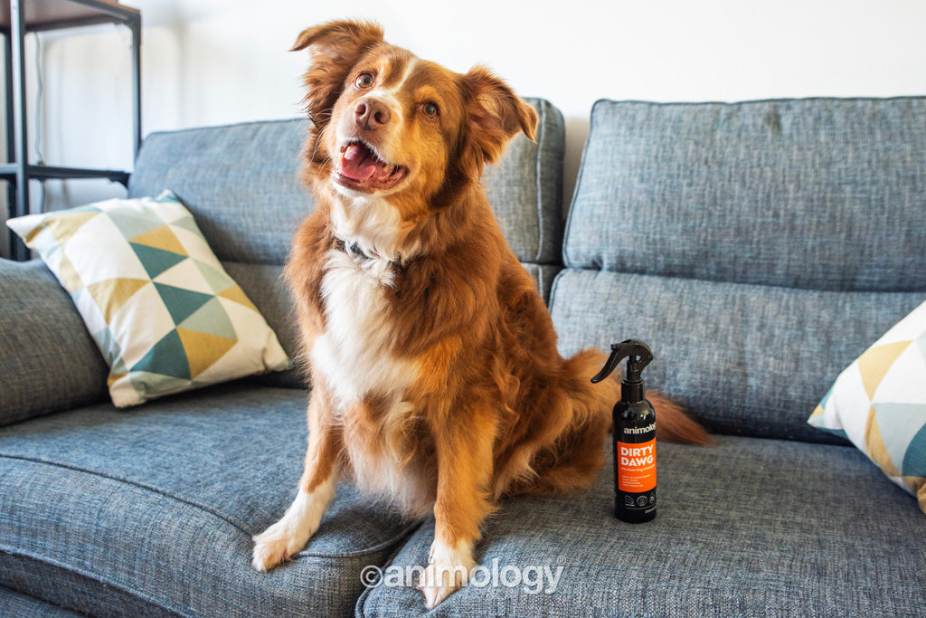 Animology Trockenshampoo Hund, ohne Ausspülen, 250 ml