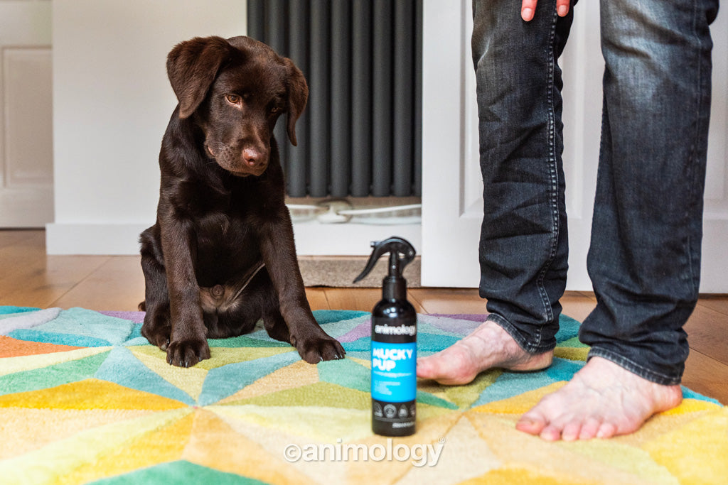 Animology Welpenshampoo, ohne Ausspülen, 250 ml