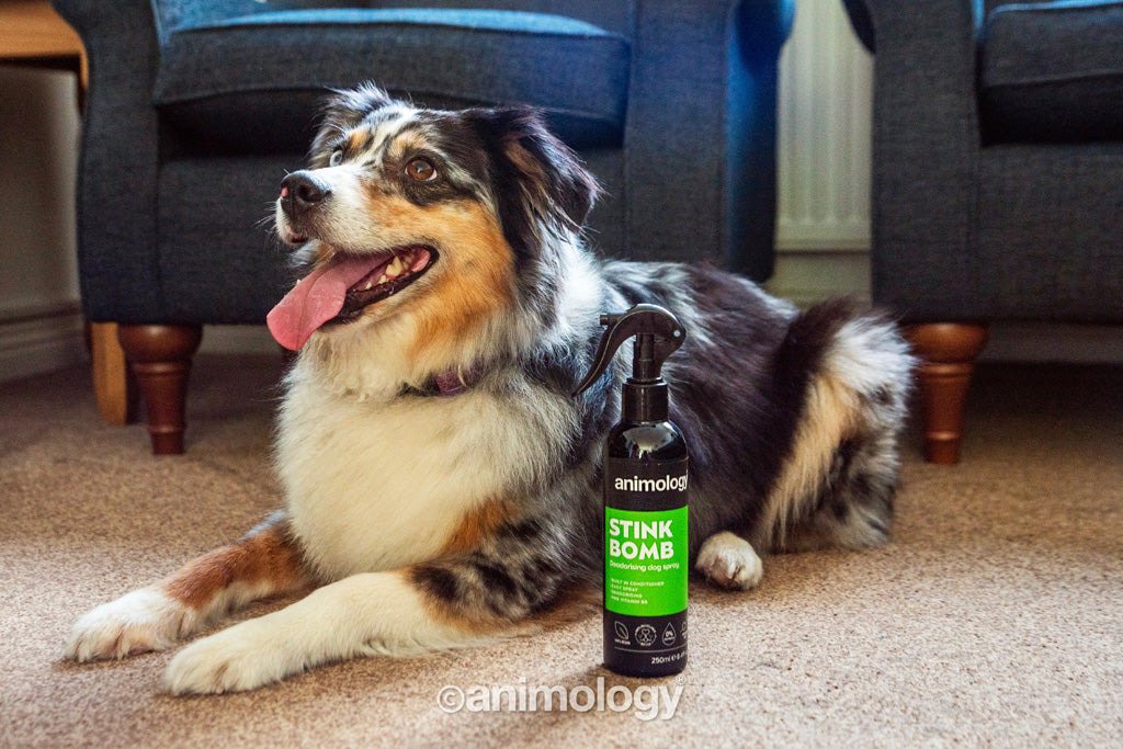 Animology Hundespray, geruchsneutralisierend, 250 ml