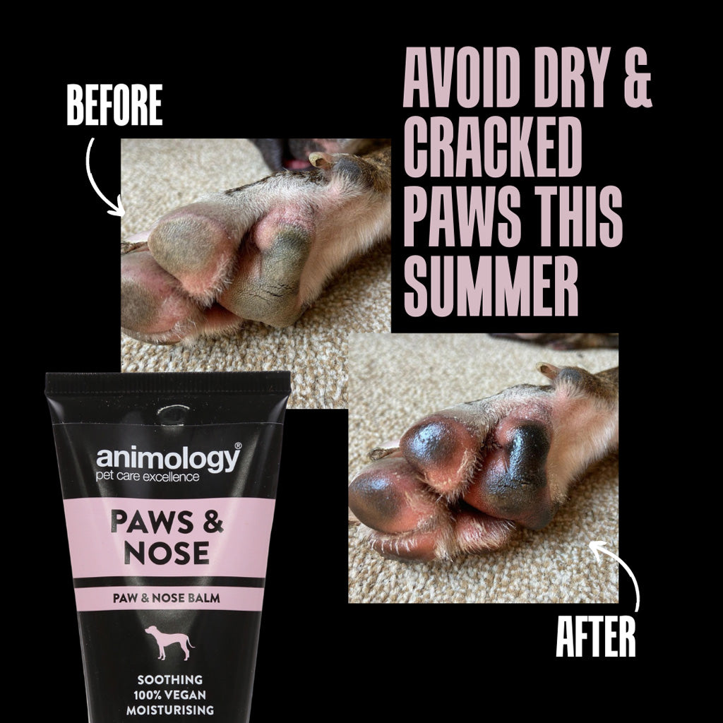 Animology Pfoten- und Nasenbalsam Hund, 50 ml