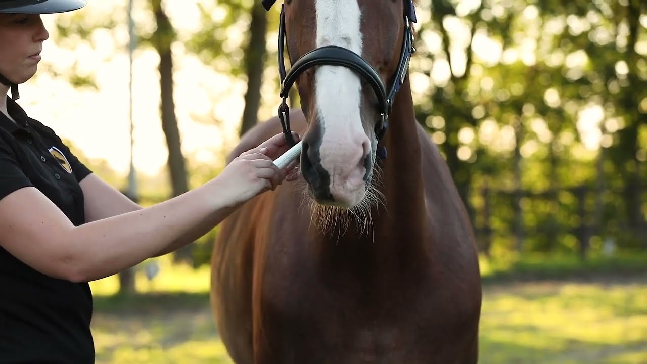 Excellent Horse Vitasporal, Ergänzungsfuttermittel für Pferde, Vitamine A D E, Beta-Carotin, 12 ml