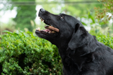 Bugbone Hundesnack, Insektenprotein, Medium, 10 kg