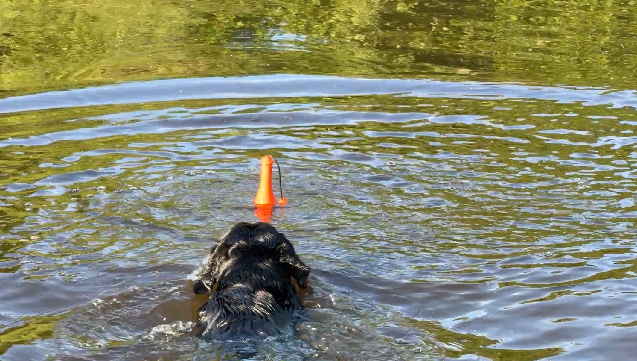 Dog Comets Apportierspielzeug, TPR-Schaumstoff, schwimmend, rosa, 23 cm, Ø 6,2 cm