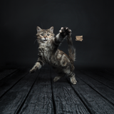 Cat Dancer Kratzbrett für Katzen, Wandmontage, 46 x 16 x 4,5 cm