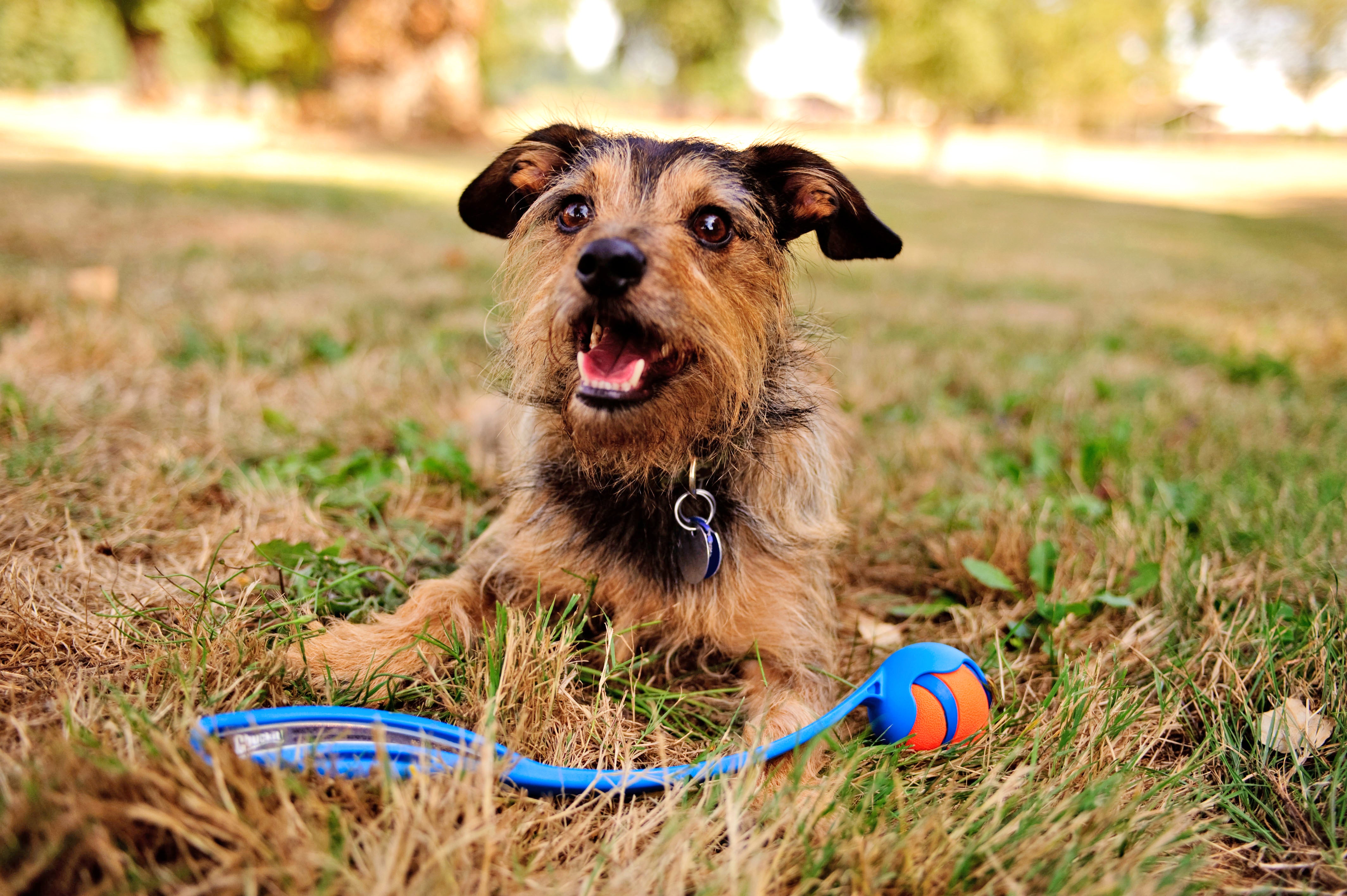Chuckit! Ultra Ball, Hundespielzeug, S, Ø 5 cm, 2 Stk