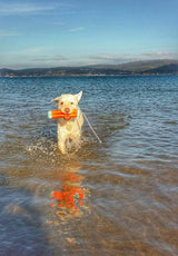 Chuckit! Hundespielzeug Amphibious Bumper, S, Ø 4 cm x 18 cm