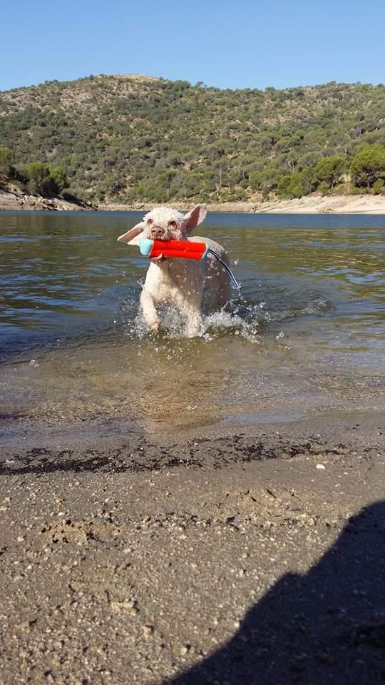 Chuckit! Hundespielzeug Amphibious Bumper, S, Ø 4 cm x 18 cm