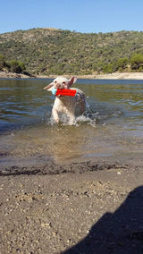 Chuckit! Hundespielzeug Amphibious Bumper, S, Ø 4 cm x 18 cm