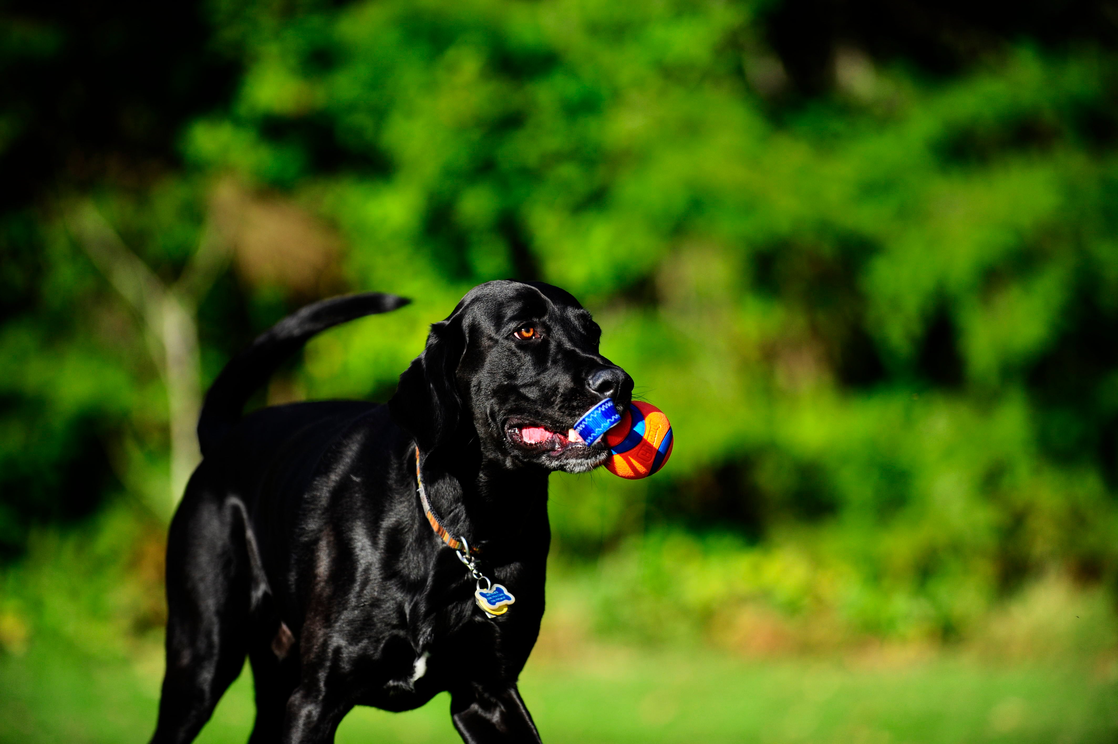 Chuckit! Ultra Tug Hundespielzeug, S, Ø 5 cm