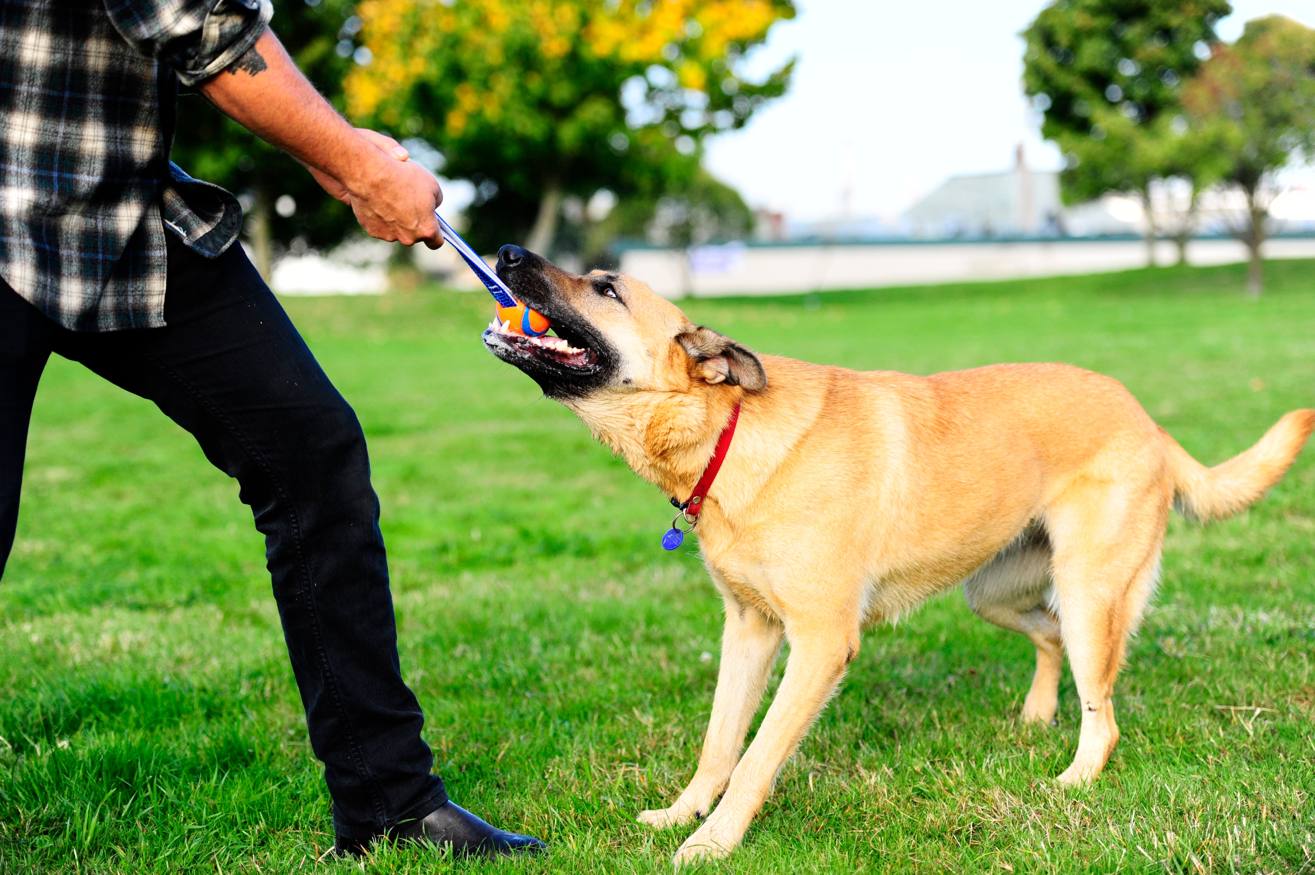 Chuckit! Ultra Tug Hundespielzeug, S, Ø 5 cm