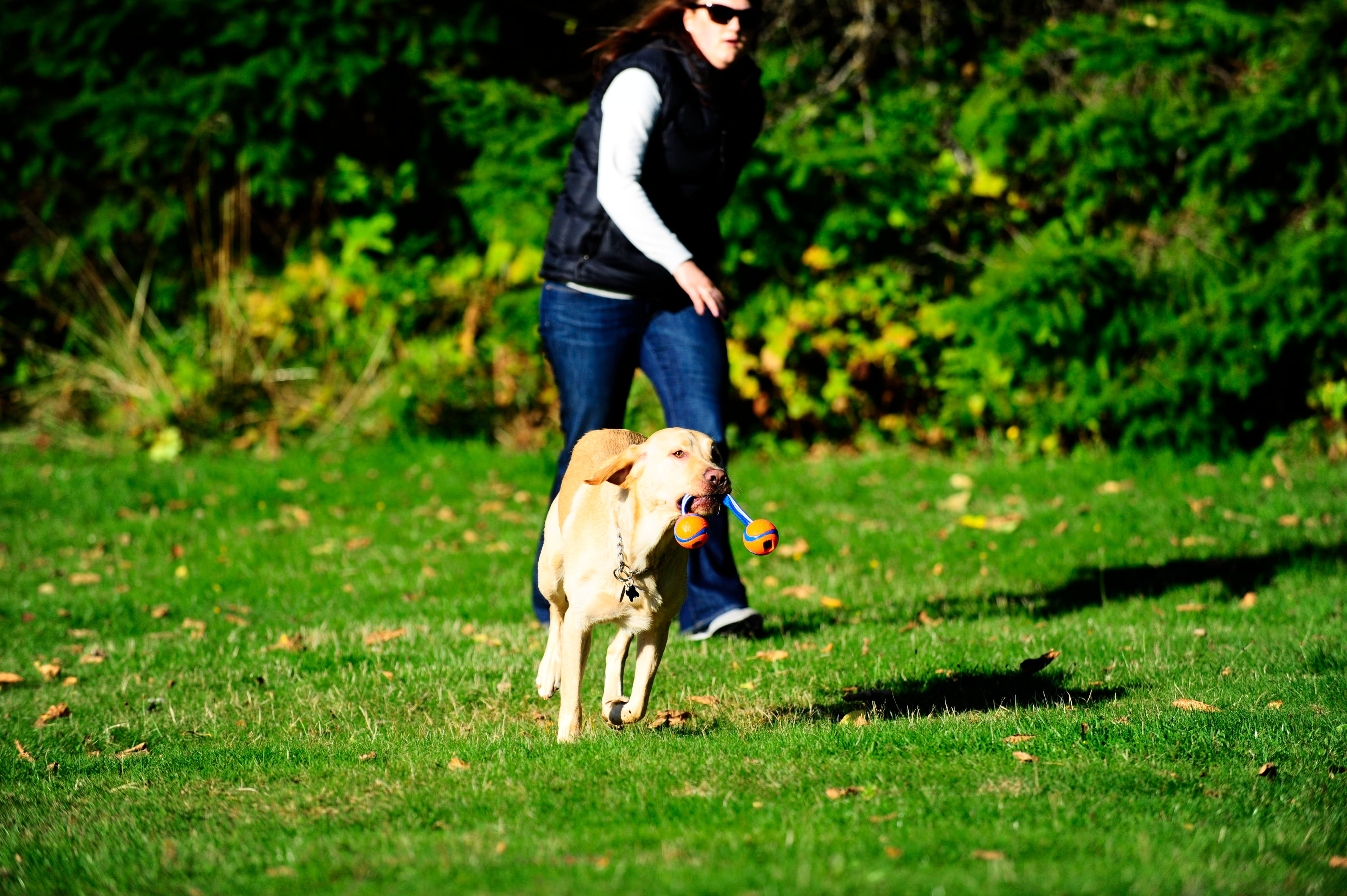 Chuckit! Hundespielzeug Ultra Duo Tug, S, Ø 5 cm