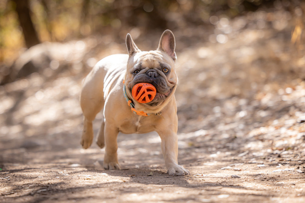 Chuckit! Hundeball Air Fetch, M, Ø 6 cm