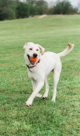 Chuckit! Hundeball Air Fetch, M, Ø 6 cm