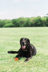 Chuckit! Hundeball Air Fetch, M, Ø 6 cm