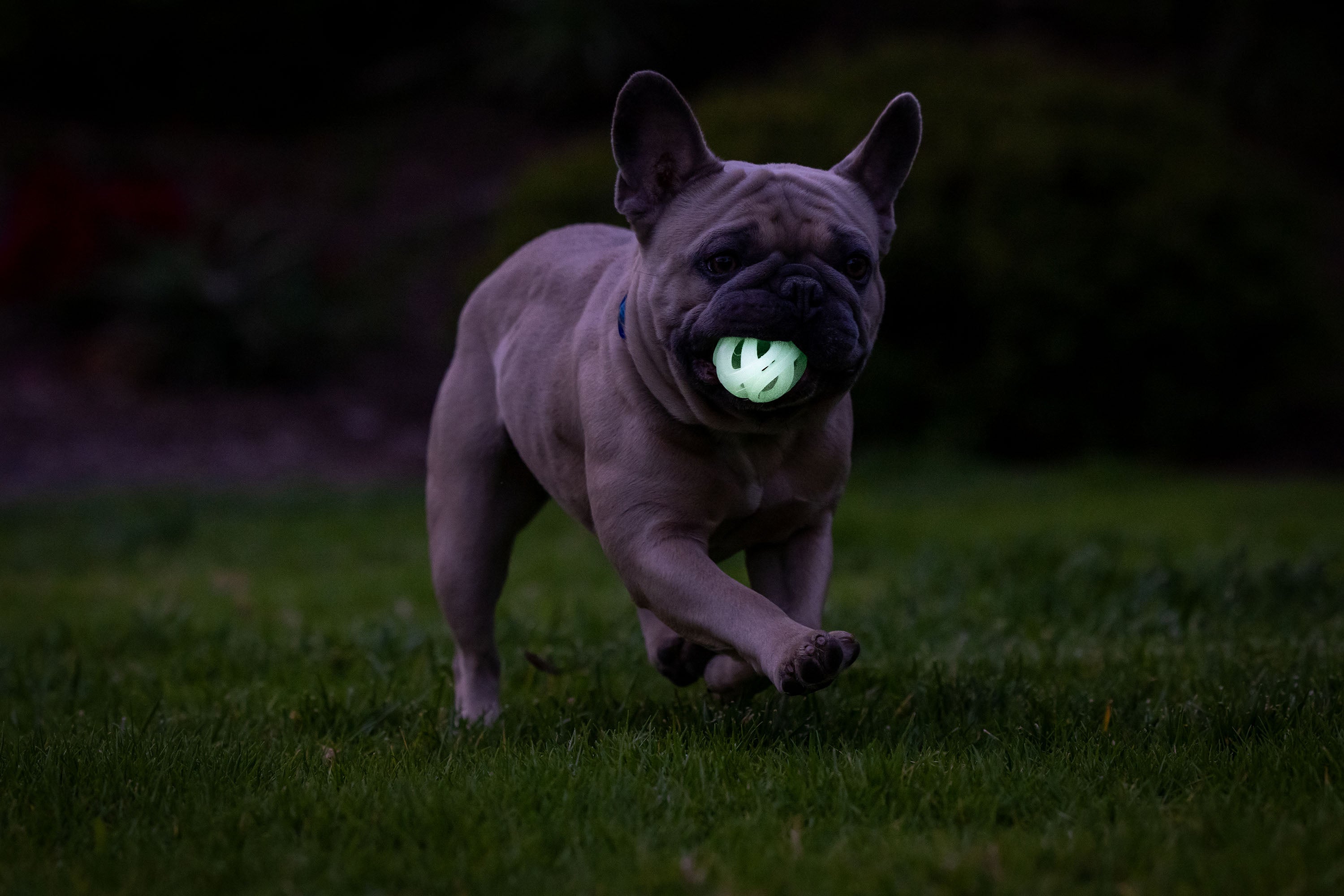 Chuckit! Air Glow Fetch Ball, M, Ø 6 cm, leuchtend, schwimmfähig, 2 Stk