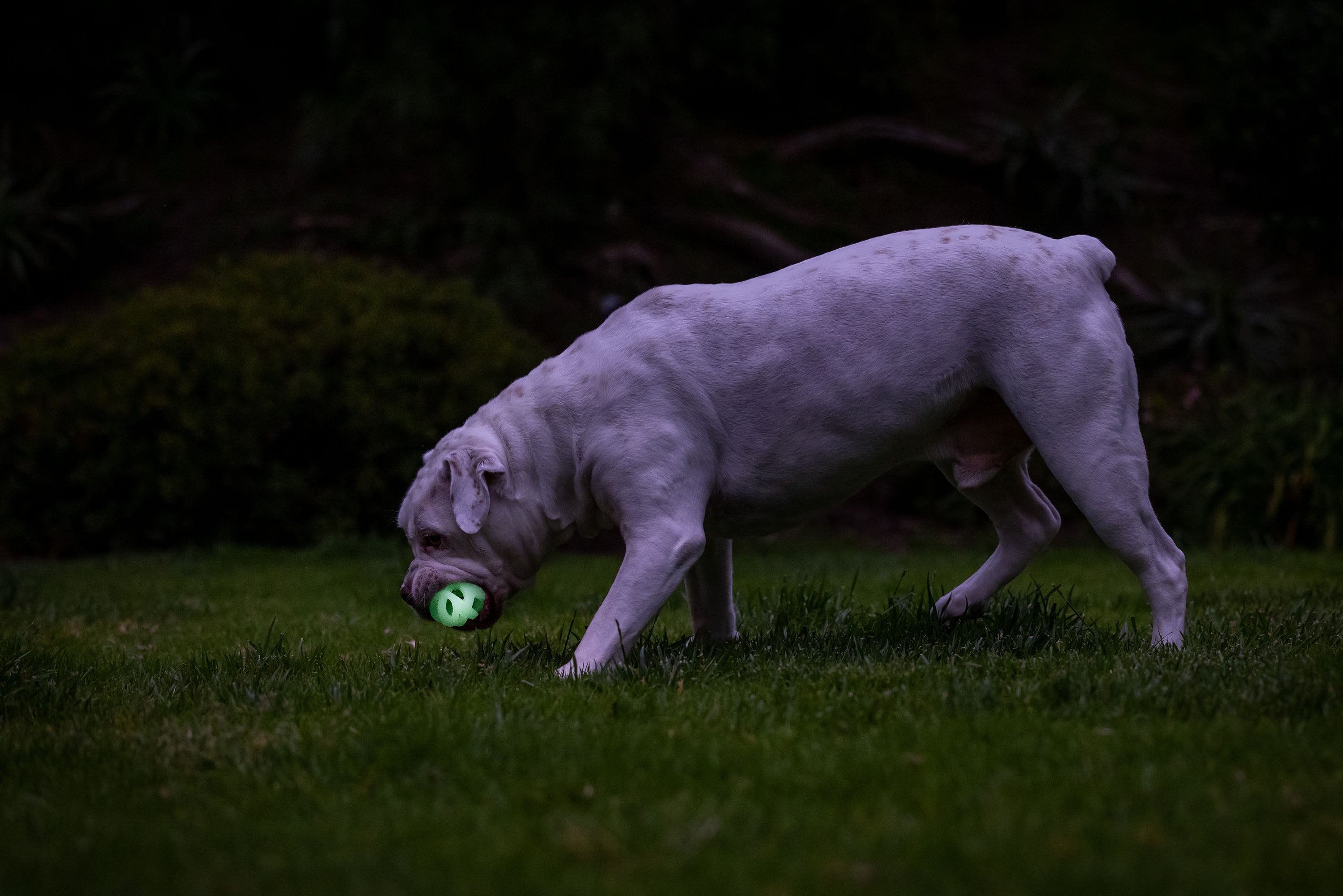 Chuckit! Air Glow Fetch Ball, M, Ø 6 cm, leuchtend, schwimmfähig, 2 Stk