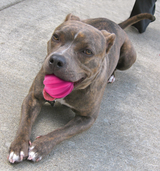 Dog Comets Hundeball, Naturkautschuk, Ø 6 cm, rosa