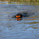 Dog Comets Apportierspielzeug, TPR-Schaumstoff, schwimmend, orange, Länge 23 cm, Ø 6,2 cm