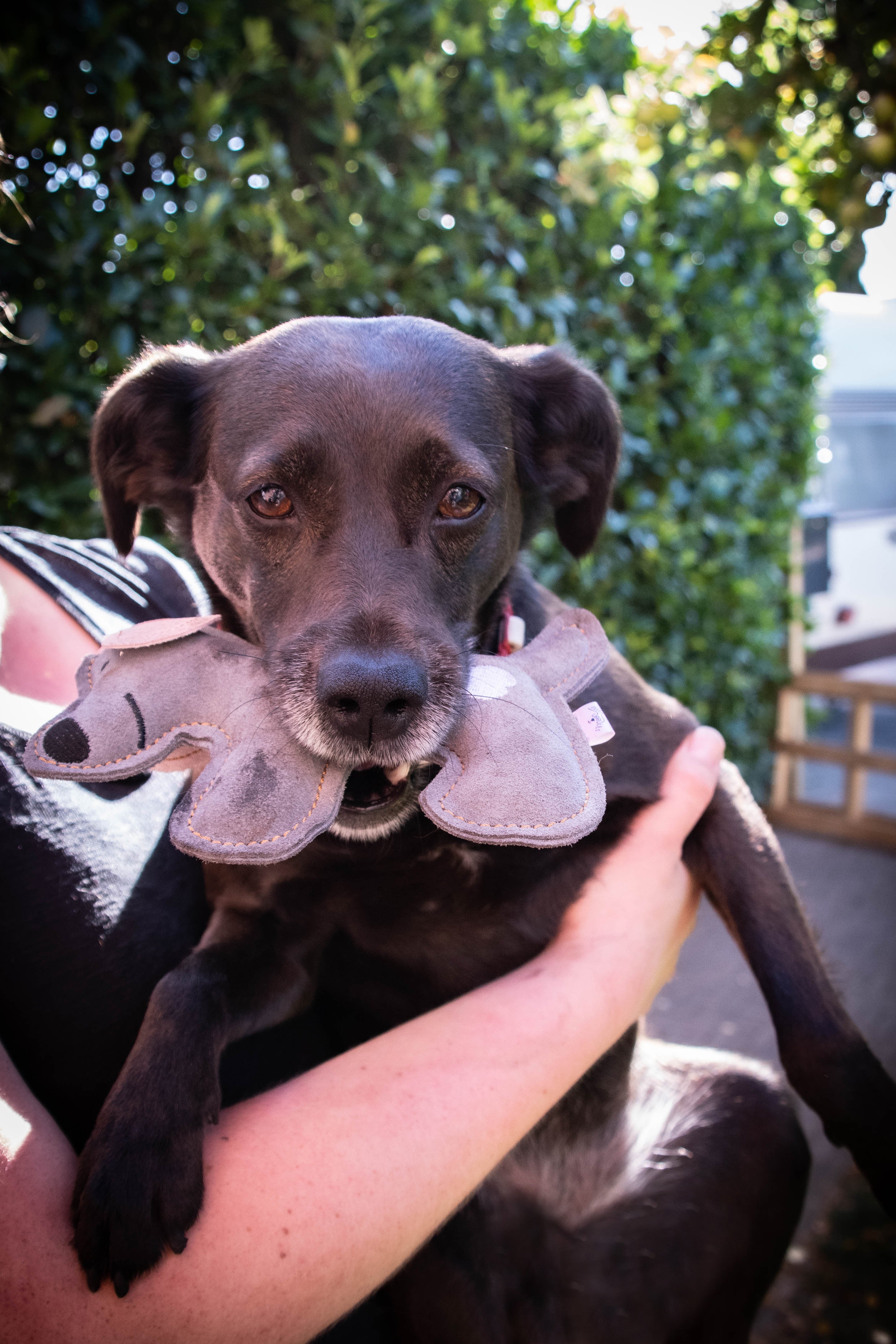 Doggy Doodles Hundespielzeug Esel, Rindsleder, hellgrau