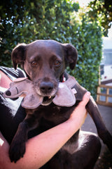 Doggy Doodles Hundespielzeug Esel, Rindsleder, hellgrau