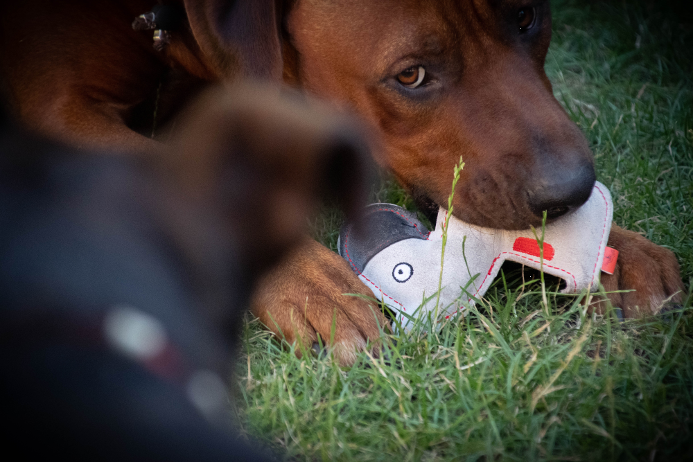 Hundespielzeug Esel, Rindsleder, Quietscher, braun/dunkelgrau