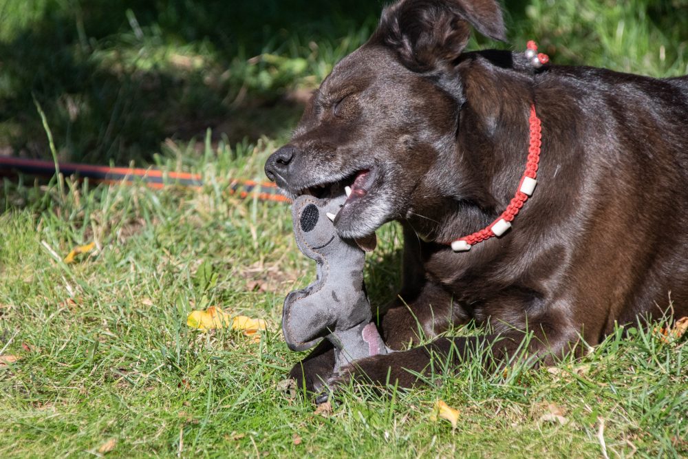 Hundespielzeug Esel, Rindsleder, Quietscher, braun/dunkelgrau