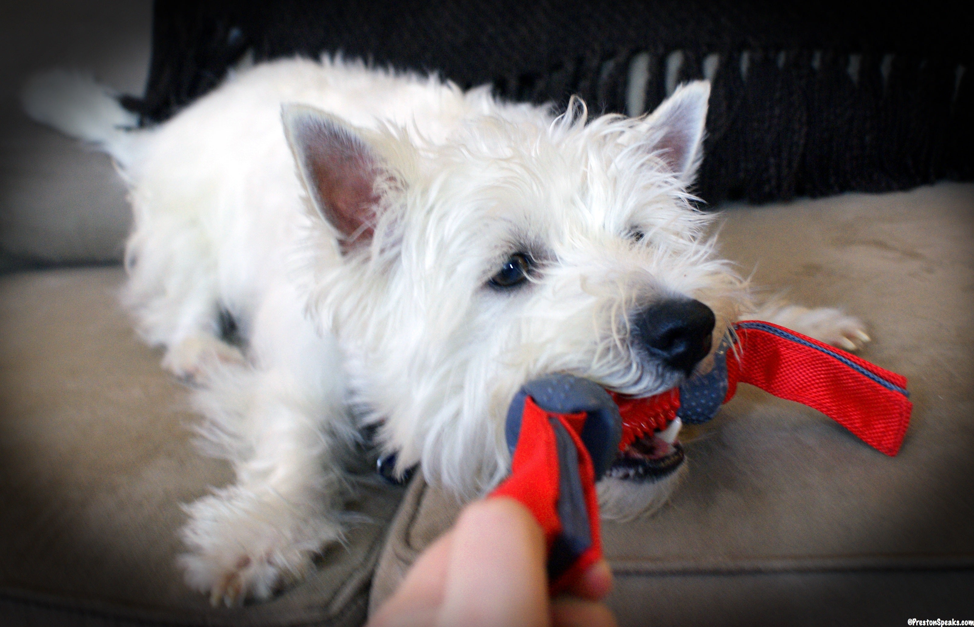 Dogzilla Hundespielzeug, Tug Dino, XL, 17,5 cm