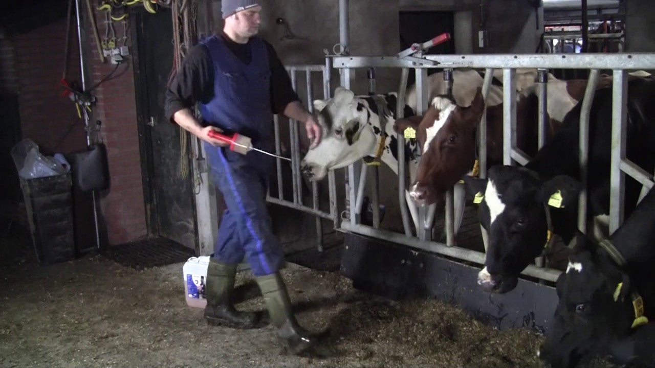 Excellent Diton, Ketoserisiko-Reduzierer für Rinder, Schafe, Ziegen, 20 kg