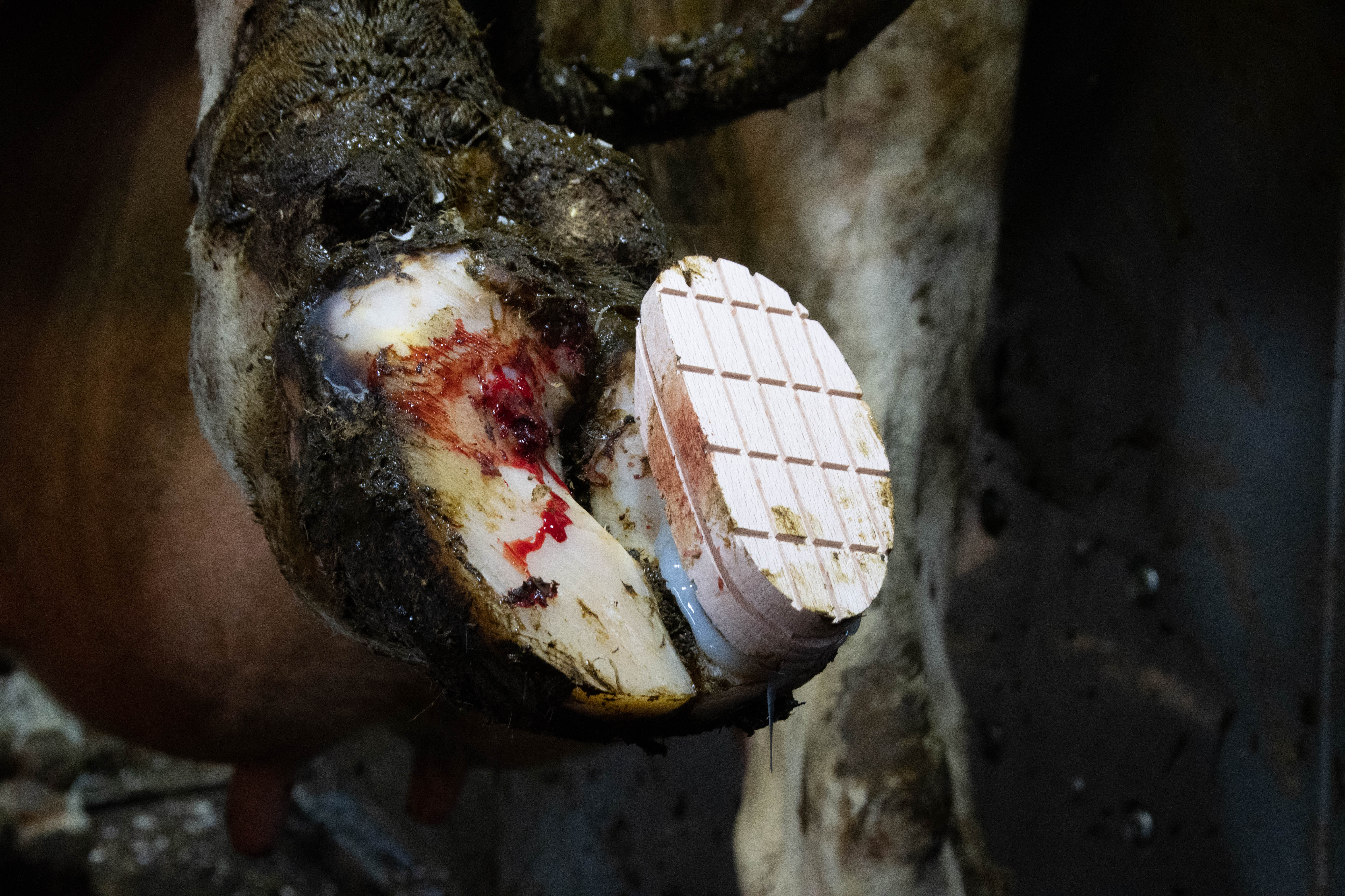Excellent Easy Hoof Block, Holz, Buchenholz, 11 cm