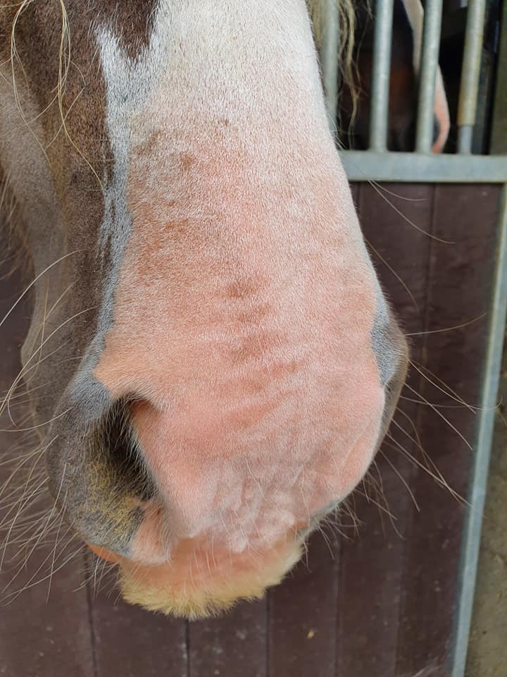 Excellent Horse Sonnenschutzcreme, LSF 30, für Pferde, 150 g