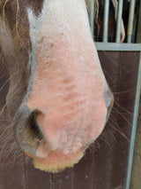 Excellent Horse Sonnenschutzcreme, LSF 30, für Pferde, 150 g