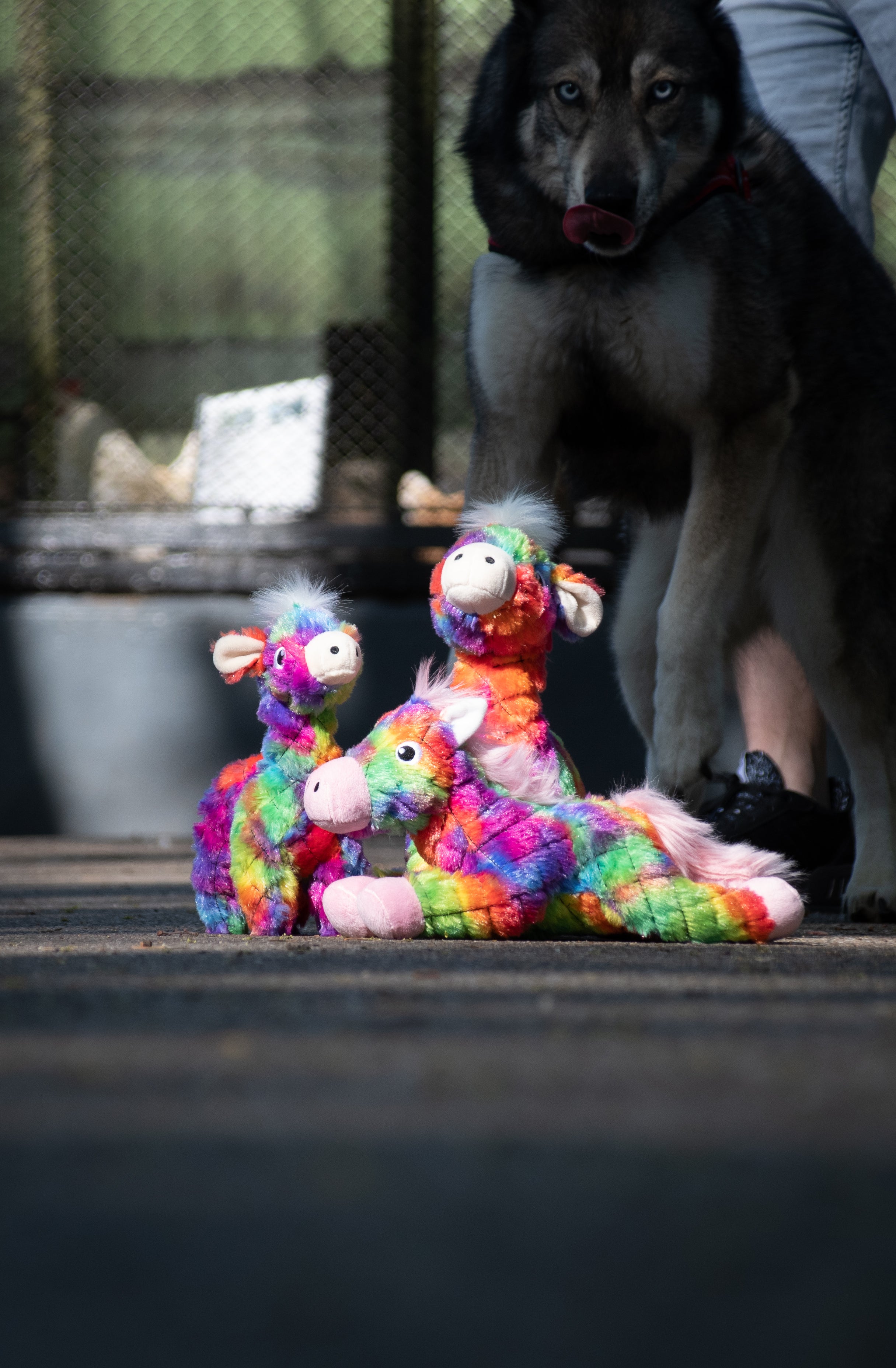 Hundespielzeug FantaZoo Alpaca, M, 23 x 13 cm, mit Quietscher