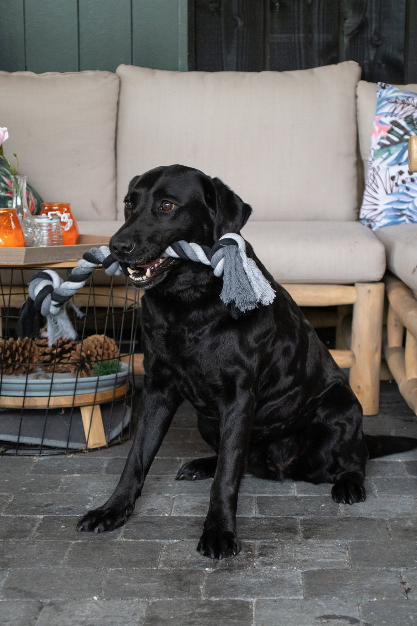 Dental Hundespielzeug Seil, 3 Knoten, Baumwolle, 55 cm