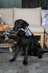 Dental Hundespielzeug Seil, 3 Knoten, Baumwolle, 55 cm