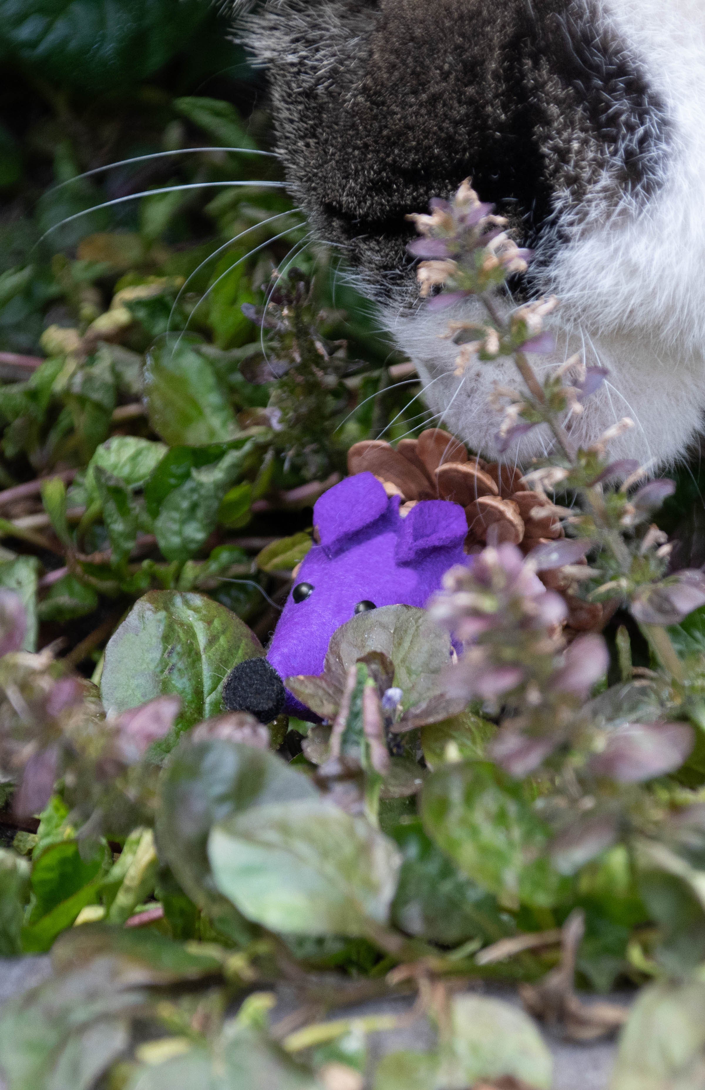 Forest Friends Maus aus Filz mit Madnip und Tannenzapfen