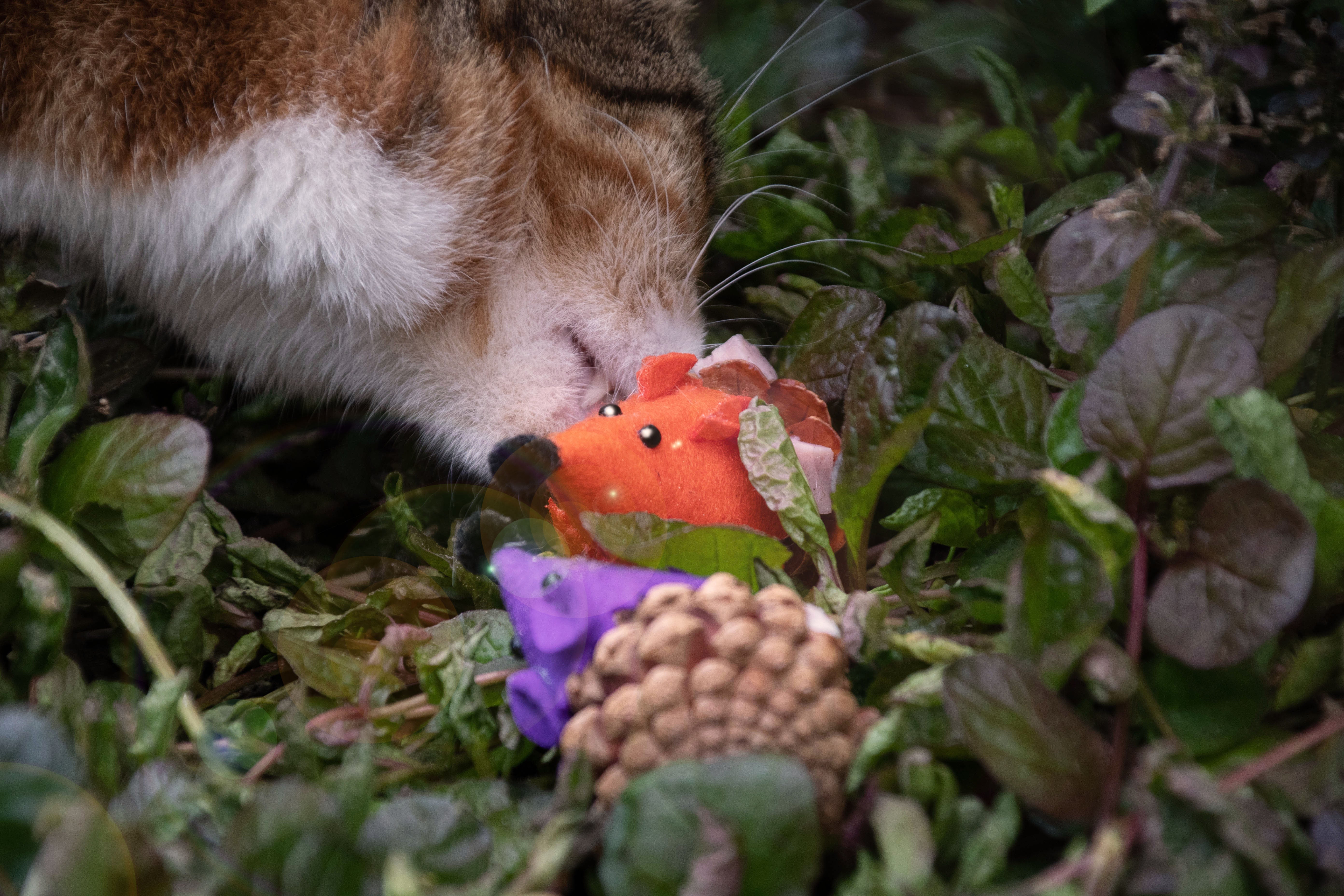 Forest Friends Maus aus Filz mit Madnip und Tannenzapfen