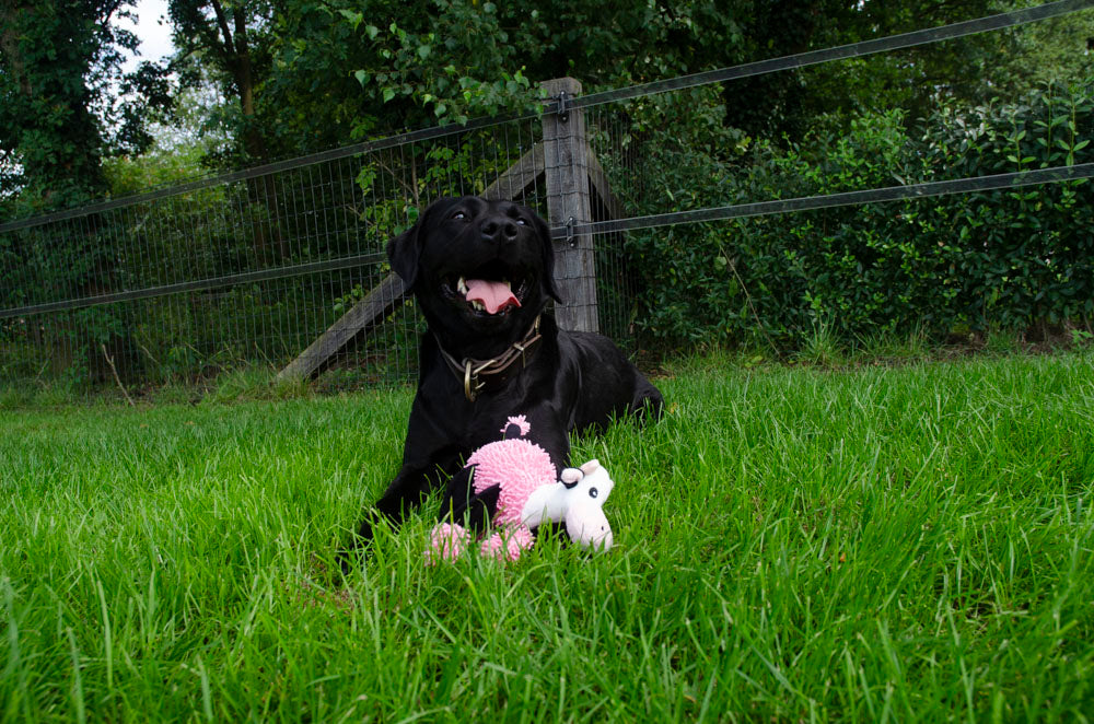 Fuzzle Hundespielzeug Kuh, 5 Quietschern, 22 x 22 cm