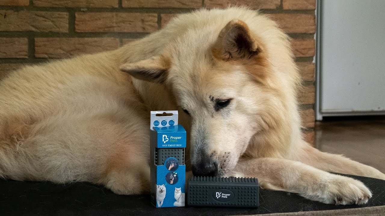Proper Pets Tierhaarentferner, Bürste, 4 x 12 x 4 cm