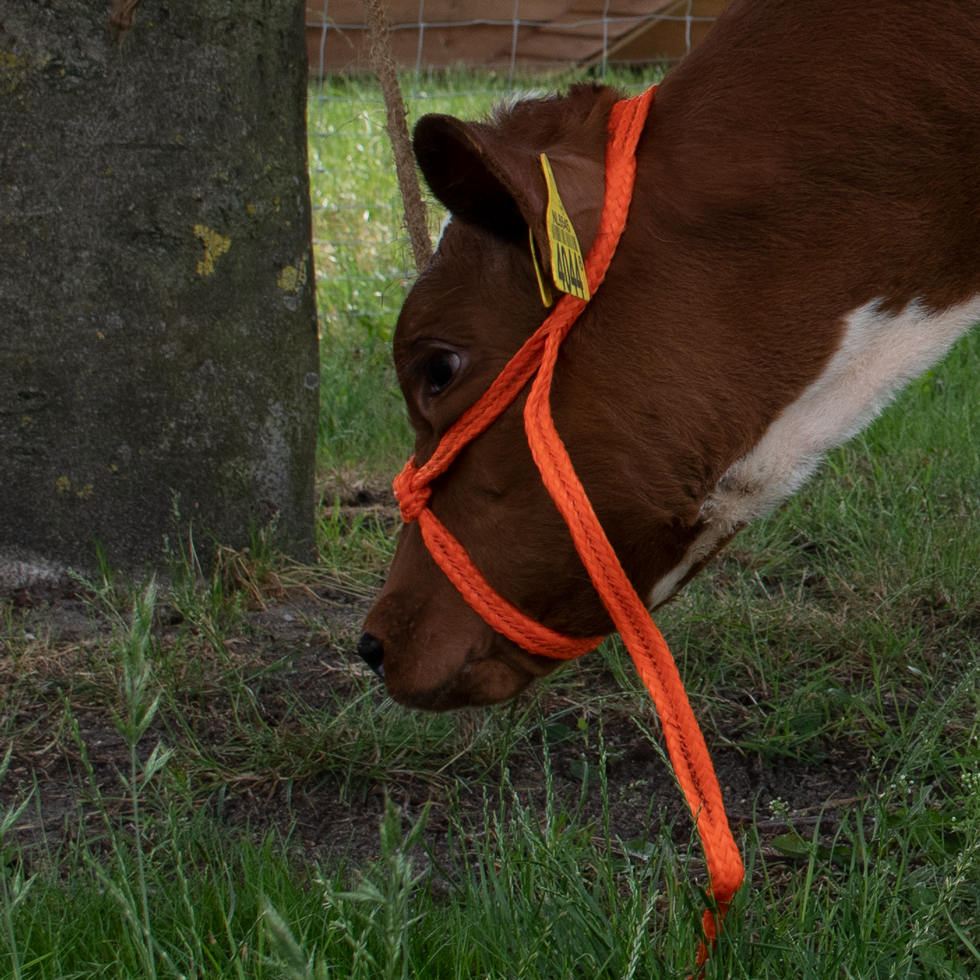 Halfter Kalb, einstellbar, breit, orange, Nylon