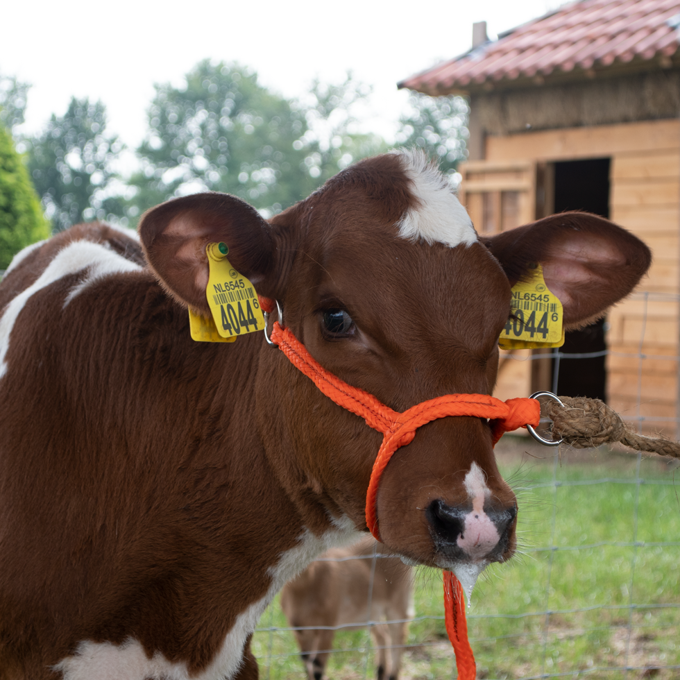 Halfter Kalb, einstellbar, breit, orange, Nylon