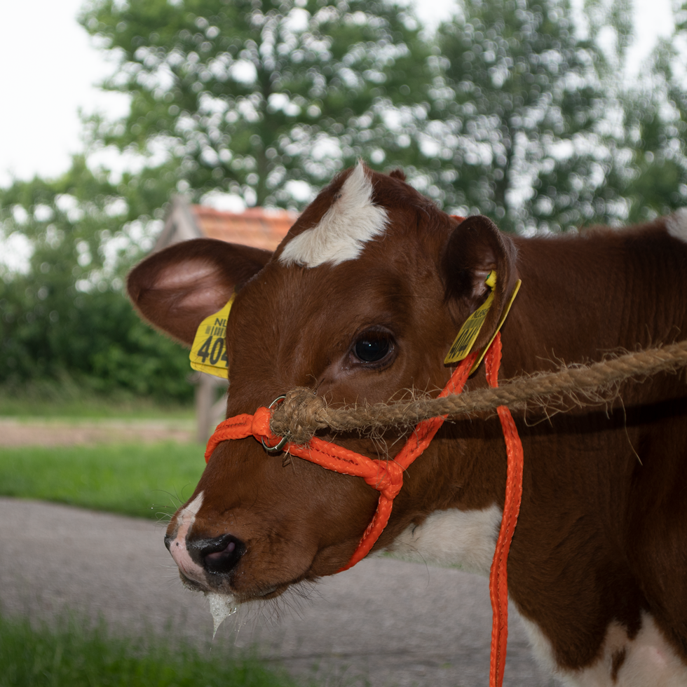 Halfter Kalb, einstellbar, breit, orange, Nylon