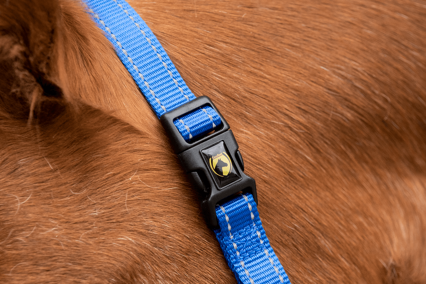 Excellent Halfter, Nylon, Blau, XS, Fohlen