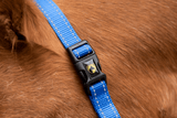 Excellent Halfter, Nylon, Blau, XS, Fohlen