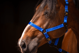 Excellent Halfter, Nylon, Blau, XS, Fohlen
