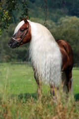 Excellent Horse Glanzspray, Schweif und Mähne, 500 ml